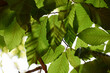 Beech Leaf Disease, linked to nematode worm Litylenchus crenatae, is a deadly new disease of American Beech (Fagus grandifolia) and other beech trees. Dark green stripes on beech leaves are a symptom.