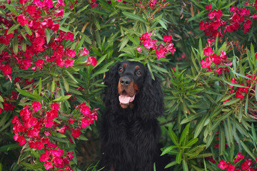 Wall Mural - dog in red oleander flowers outdoors. Gordon setter in nature