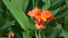 Canna Flower Also Called Canna Lily In The Garden, Orange Flower In The Garden