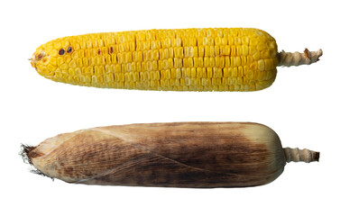 Sticker - Corn grilled, yellow corn grilled on white background