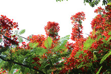 Poinciana Flowers Isolation On Transparent Background