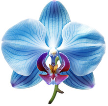 Blue Orchid Flower Blossom Isolated On White Background As Transparent PNG