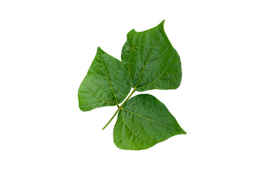 Wall Mural - Yam bean leaf isolated on white background.