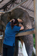 Healing Elephant. Veterinarian woman hands using a syringe to treat an elephant's inflamed eye in the veterinary hospital. keeping an Asian elephant. Veterinarian treating the elephant in Chiang mai