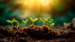 © Aghavni - Small plants growth from the ground with sunlight and flare effect. Generative AI