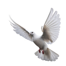 Generative AI. White Dove On Transparent Background For Edit Design And International Day Of Peace
