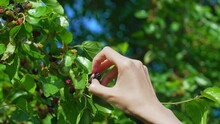 Woman's Hand Plucks Ripe Mulberries From Tree In Slow Motion In Sunlight.