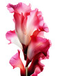 Fuchsia gladiolus close-up. Floral design element isolated on transparent background. Floral decor. KI.