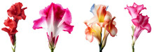 Set Of Gladiolus Flowers In Full Bloom, Floral Design Elements Isolated On Transparent Background, Side View, Floral Decor. Isolated On Transparent Background. KI.