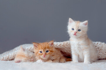 Three cute ginger tabby kittens sleeping together. Cute baby cats in love. Kids animal cat and cozy home concept. Pets. Taking care of animals