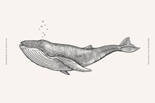 Hand-drawn Image Of A Whale. Ocean Animal On A Light Background. Vector Illustra􀆟on In Vintage Engraving Style For Your Design.