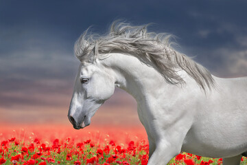 Wall Mural - Gray stallion run in flowers