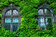 Green ivy leaves covered old town house facade. Creeper plants cover townhouse with wooden barred windows