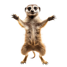 Meerkat Isolated On The Transparent Background PNG. AI Generative