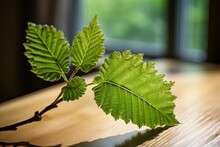 Photograph Of Alder Leaf Natural Light, Generative AI 
