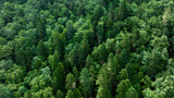 Fototapeta Las - Beautiful forest landscape in Sichuan,China