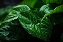 Photograph Of Calathea Leaf Natural Light, Generative AI