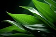 Photograph Of Dracaena Leaf Natural Light, Generative AI