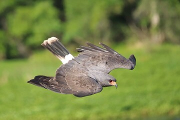 Sticker - Endangered Snail Kite Paynes Prairie Preserve State Park La Chua Gainesville  Florida