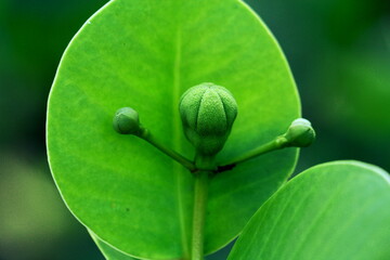 fresh green leaf form