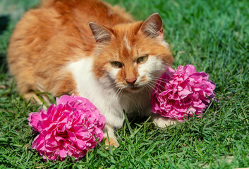 Wall Mural - Cute white-orange longhair cat relaxing outdoors in the summer garden