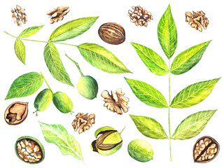 Pattern of trees leaves and nuts / There are leaves from nut plants and nuts in the shells. Realistic illustration of walnut tree (Juglans regia) with a brunch with fruits, leaves, walnut shell.