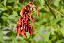 Flowers Of Erythrina Crista - Galli L. Fabaceae Family. Hanover – Berggarten, Germany.