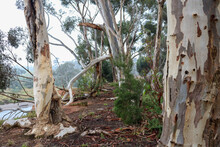 Eucalyptus Trees In Australian Bushland In Morning Mist