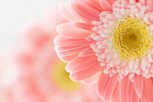 Pink Gerber Flowers Background Close Up