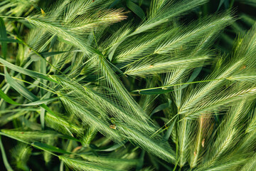 Wall Mural - Green spikelets of wheat scatter with a blurred background.