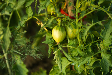 Young tomato plants in sunset light. Concept photo on a bio eco tomatoes plantation. The farm vegetable industry.