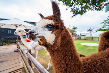 brown cute cuddling Alpaca on the grass field in Da Lat, Vietnam