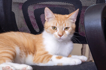 Naklejka na meble Ginger cat lying on a computer chair