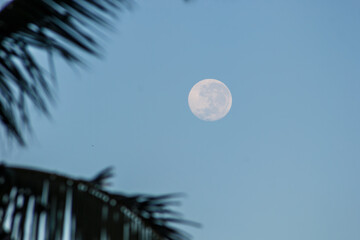 full moon among the palm leaves in the morning in rio de janeiro.