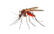 mosquito isolated on transparent background. png file