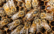 Eierlegende Königin im Bienenvolk