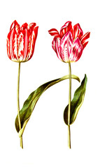 Garten-Tulpe, Gartentulpe, Variation der Tulpe, Tulipa gesneriana