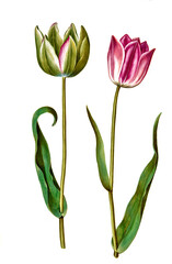 Poster - Garten-Tulpe, Gartentulpe, Variation der Tulpe, Tulipa gesneriana