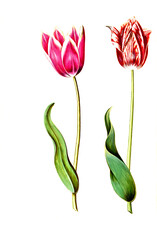 Canvas Print - Garten-Tulpe, Gartentulpe, Variation der Tulpe, Tulipa gesneriana