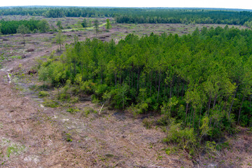 Poster - Aerial view of the forest where some of the land has been cleared possibly for deforestation, development, lumber, timber or insect control .