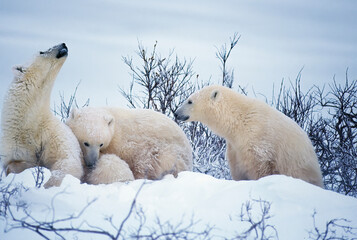 Poster - Polar bear and cubs on snow