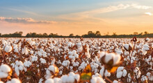 Spectacular Views Of Ripe Cotton Fields. Generative AI