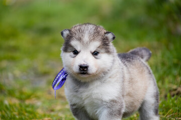  Cute little pomski Husky Alaskan Malamute puppy playing having fun in the grass running around standing sitting in the park