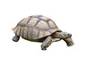 Big Sulcata Tortoise or turtle walking isolated on white background included clipping path.