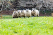 Sheep-sports-II