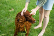 Irish Setter puppy dog during obedience training in the summer park