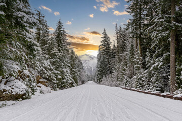 Wall Mural - A snow covered road through a mountains pine forest with trees covered in snow.