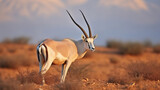 Fototapeta  - Arabian Oryx in their Natural Habitat at Shaumari Reserve, Jordan. Generative AI