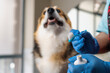 groomer squeezes special professional paste on a brush for the procedure of brushing the teeth of a corgi dog in the salon pet care close-up hygiene