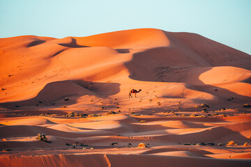 Wall Mural - Lonely Camel in the Sahara desert